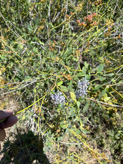 Ceanothus integerrimus, photograph (c) Dan Scali, some rights reserved (CC BY)