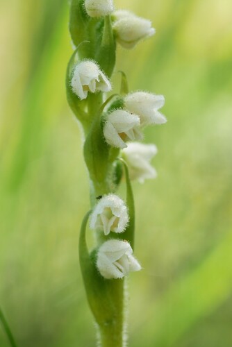 lesser rattlesnake plantain