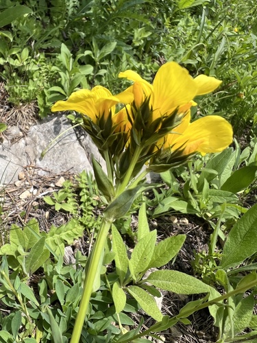 Linum capitatum