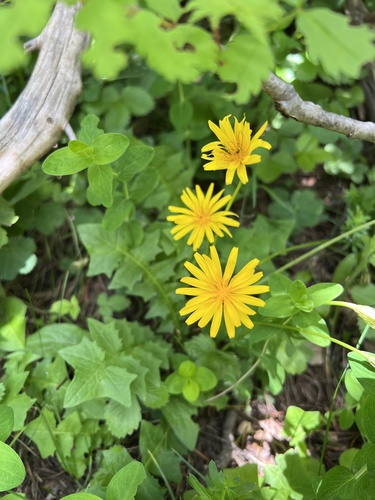 stinking aposeris