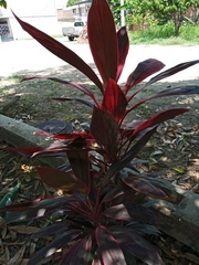Cordyline fruticosa