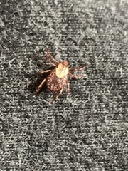 Dermacentor variabilis