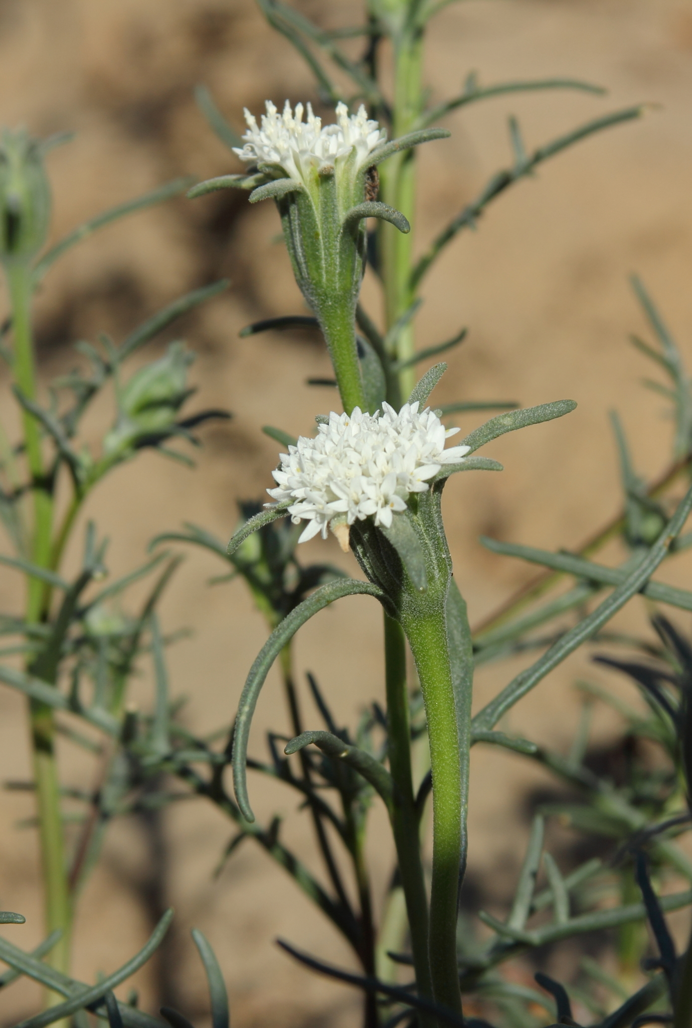 Chaenactis xantiana