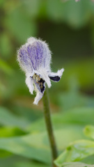 Clematis hirsutissima, photograph (c) Daughter Dad, some rights reserved (CC BY)