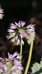 Allium bisceptrum, photograph (c) Daughter Dad, some rights reserved (CC BY)