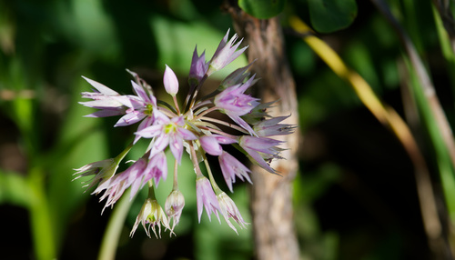 Allium bisceptrum, photograph 4