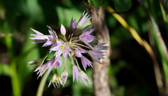 Allium bisceptrum, photograph (c) Daughter Dad, some rights reserved (CC BY)