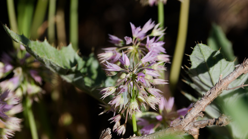 Allium bisceptrum, photograph 3
