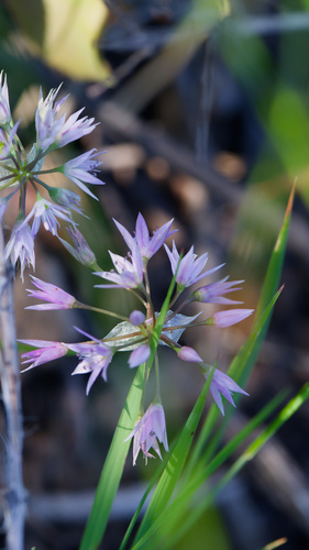 Allium bisceptrum, photograph 2