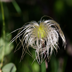 Clematis hirsutissima, photograph (c) Daughter Dad, some rights reserved (CC BY)