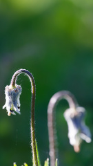 Clematis hirsutissima, photograph (c) Daughter Dad, some rights reserved (CC BY)
