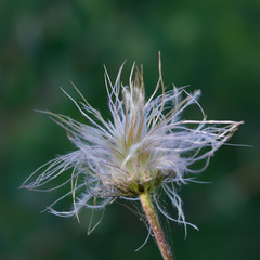 Clematis hirsutissima, photograph (c) Daughter Dad, some rights reserved (CC BY)