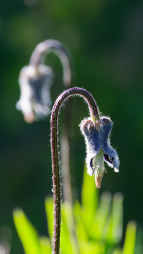 Clematis hirsutissima, photograph 1