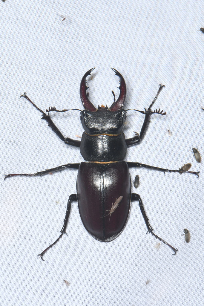 Lucanus capra