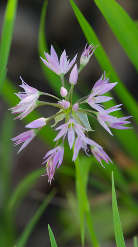 Allium bisceptrum