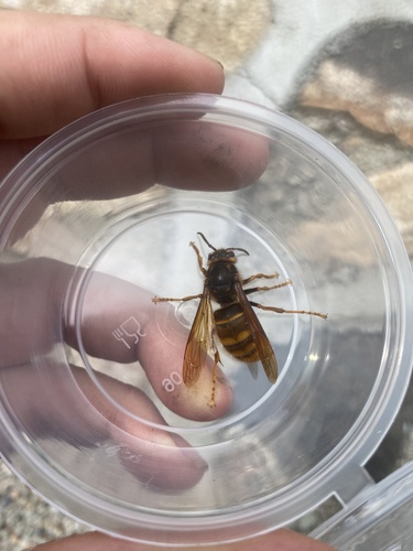 Yellow Hornet