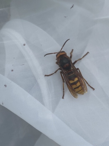 European Hornet