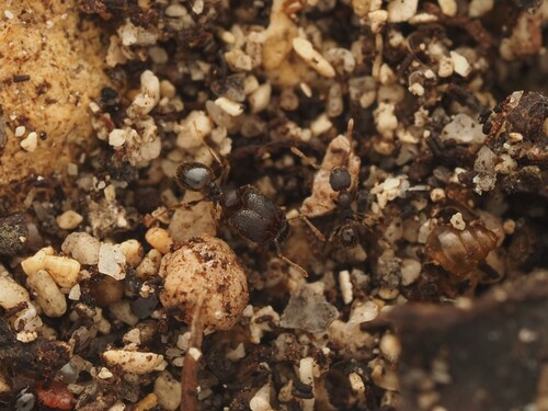 Pheidole susanowoPheidole susanowo