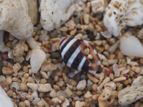 Engina mendicaria observed 2026-07-03