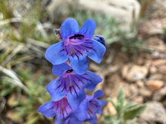 Penstemon humilis
