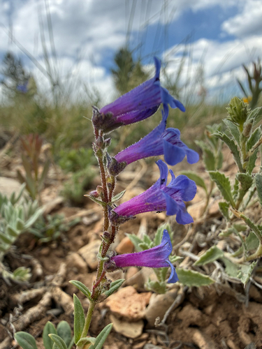 Penstemon humilis, photograph 1