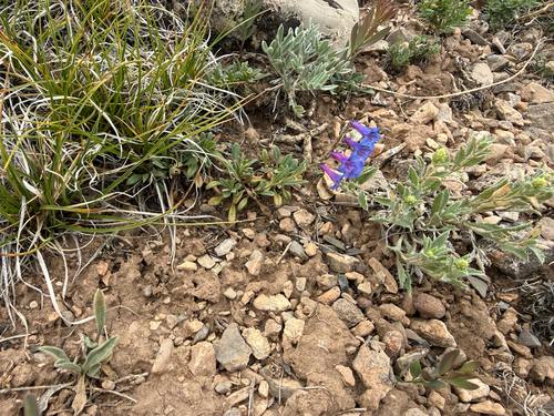 Penstemon humilis, photograph 2
