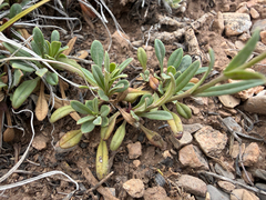 Penstemon humilis, photograph (c) Zach Earl, some rights reserved (CC BY)