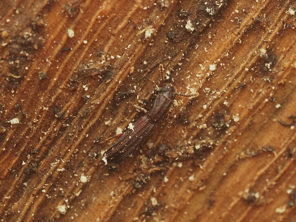 Pseudendestes andrewesi