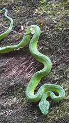 Bothriechis thalassinus