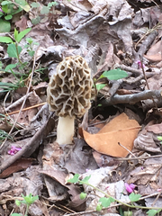 Morchella