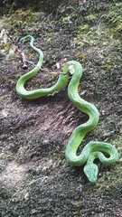 Bothriechis thalassinus