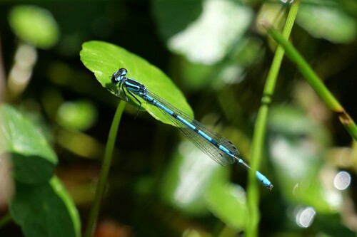 Azure Damselfly