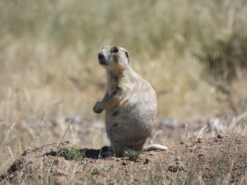 White-tailed Prairie Dog observed by okaugust