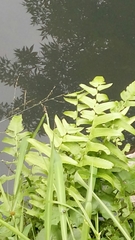 Lygodium microphyllum