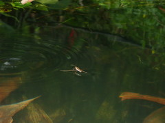 Gerris gracilicornis