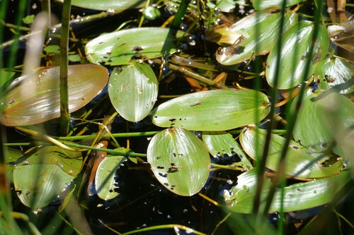 floating-leaved pondweed