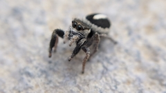 Pellenes geniculatus