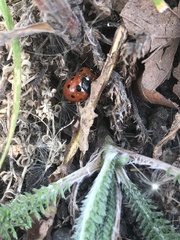 Coccinella septempunctata