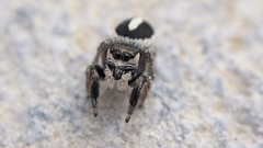 Pellenes geniculatus