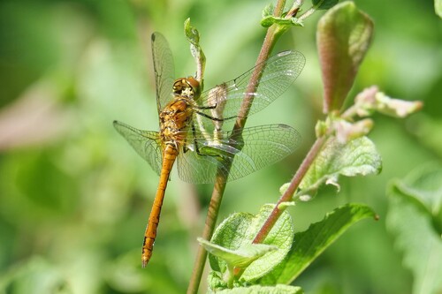 Ruddy Darter