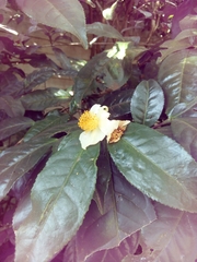 Camellia sinensis