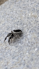 Pellenes geniculatus