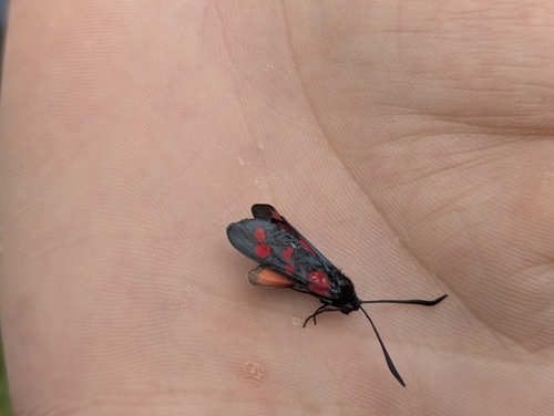 Six-spot Burnet