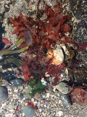 Phycodrys rubens