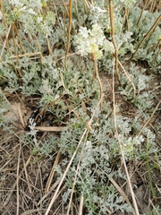 Artemisia maritima