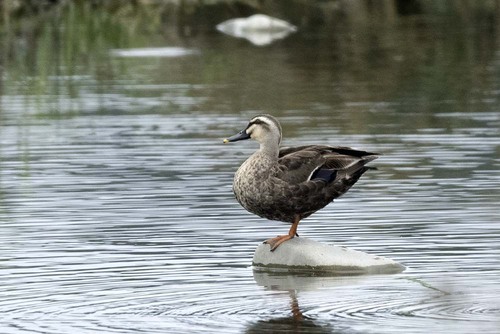 Eastern Spot-billed Duck