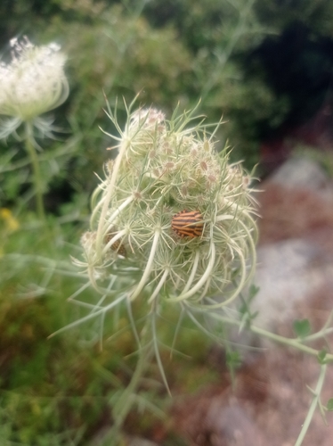 Sardinian Striped Shield Bug