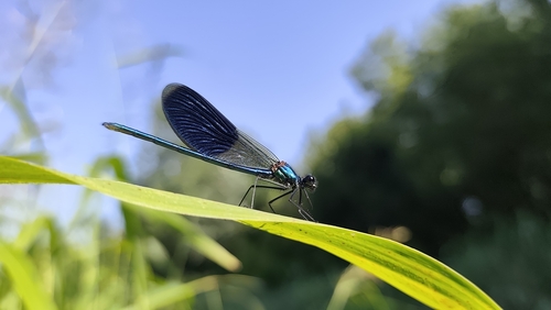 Banded Demoiselle