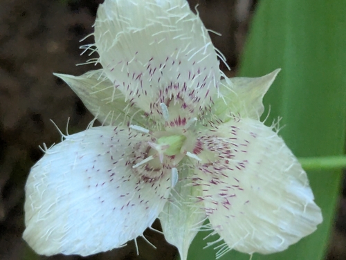 Calochortus tolmiei, photograph 4