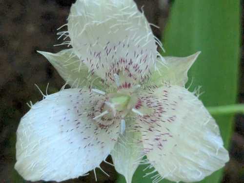 Calochortus tolmiei, photograph 5